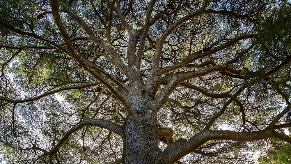 Seasonal spotlight veteran trees (1)
